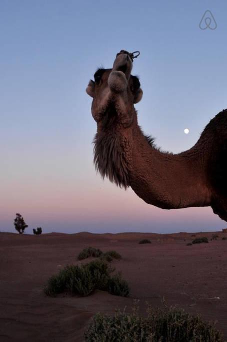 Riad De Reve Zagora Exteriör bild